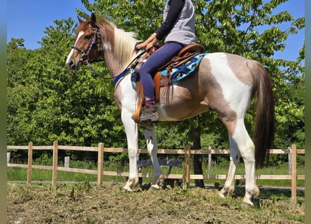 Pintos, Wallach, 5 Jahre, 144 cm, Schecke