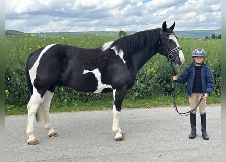 Pintos Mix, Wallach, 5 Jahre, 156 cm, Schecke