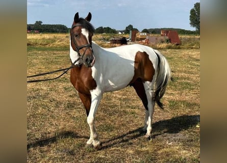 Pintos, Wallach, 9 Jahre, 147 cm, Schecke