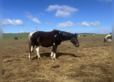 Pintos Mestizo, Yegua, 20 años, 160 cm, Pío