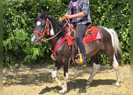 Pintos, Yegua, 4 años, 136 cm, Pío