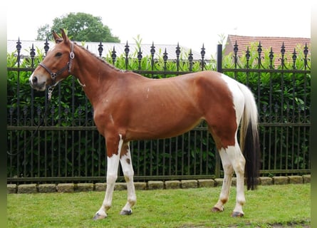 Pintos Mestizo, Yegua, 4 años, 140 cm