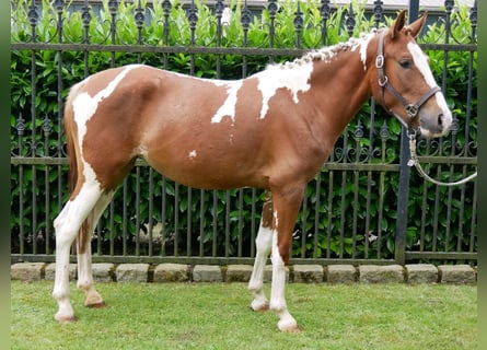 Pintos Mestizo, Yegua, 4 años, 140 cm