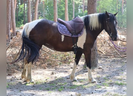 Pintos, Yegua, 4 años, 144 cm, Pío