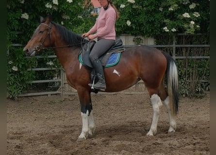 Pintos, Yegua, 4 años, 152 cm, Pío