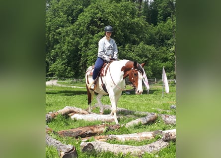 Pintos, Yegua, 5 años, 157 cm, Pío