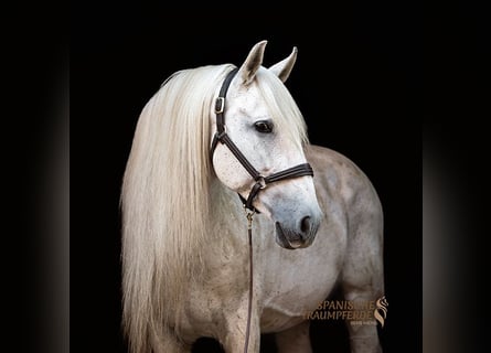 Plus de chevaux à sang chaud, Étalon, 14 Ans, 167 cm, Gris