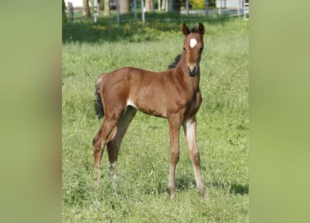 Plus de chevaux à sang chaud, Étalon, 1 Année, 168 cm, Bai