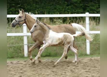 Plus de chevaux à sang chaud, Étalon, 1 Année, 170 cm, Pinto