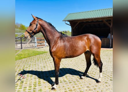 Plus de chevaux à sang chaud, Étalon, 2 Ans, 165 cm, Bai