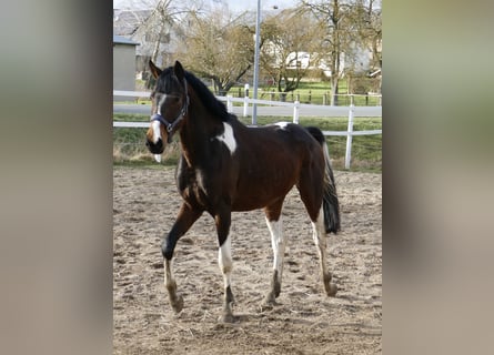 Plus de chevaux à sang chaud, Étalon, 4 Ans, 165 cm, Pinto