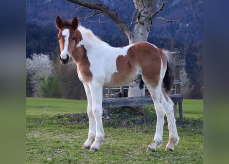 Plus de chevaux à sang chaud, Étalon, , 150 cm, Pinto
