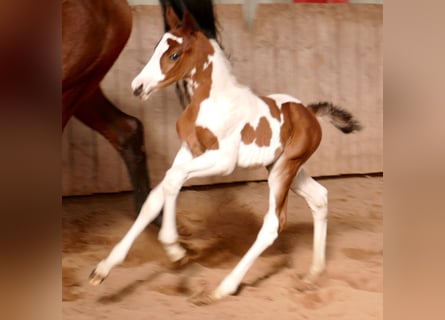 Plus de chevaux à sang chaud, Étalon, , 168 cm, Pinto