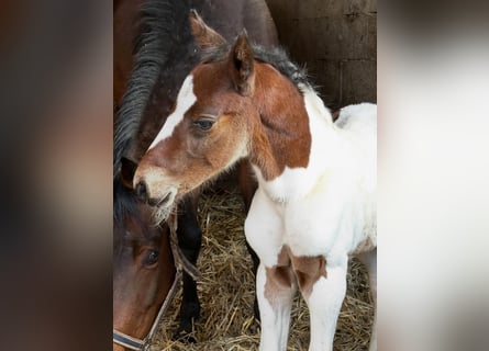Plus de chevaux à sang chaud, Étalon, Poulain (02/2026), 168 cm, Pinto