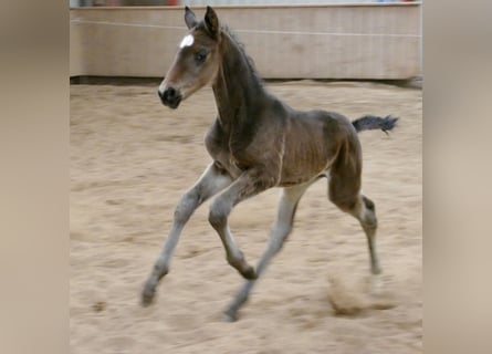 Plus de chevaux à sang chaud, Étalon, Poulain (02/2026), 170 cm, Bai brun foncé