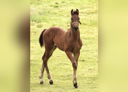 Plus de chevaux à sang chaud, Étalon, Poulain (05/2024), Bai