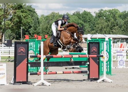 Plus de chevaux à sang chaud, Hongre, 10 Ans, 162 cm, Alezan brûlé