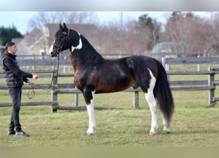 Plus de chevaux à sang chaud, Hongre, 10 Ans, 167 cm, Pinto