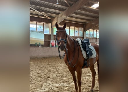 Plus de chevaux à sang chaud, Hongre, 10 Ans, 168 cm, Alezan