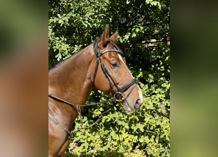 Plus de chevaux à sang chaud, Hongre, 10 Ans, 168 cm, Bai