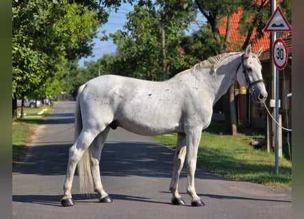 Plus de chevaux à sang chaud, Hongre, 11 Ans, 165 cm, Gris