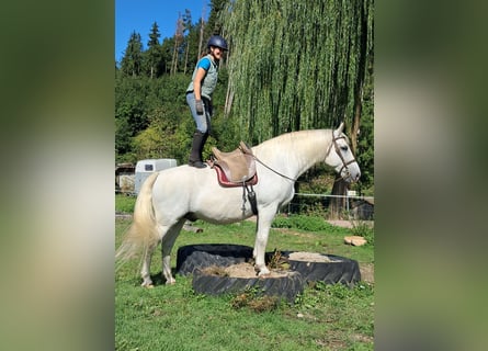 Plus de chevaux à sang chaud, Hongre, 11 Ans, 165 cm, Gris