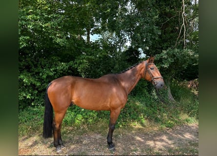 Plus de chevaux à sang chaud, Hongre, 11 Ans, 175 cm, Bai