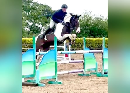 Plus de chevaux à sang chaud, Hongre, 12 Ans, 163 cm, Tobiano-toutes couleurs