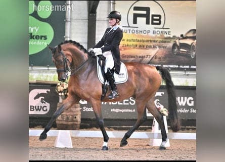 Plus de chevaux à sang chaud, Hongre, 12 Ans, 175 cm, Bai cerise