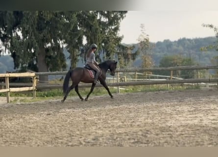 Plus de chevaux à sang chaud, Hongre, 13 Ans, 165 cm, Noir