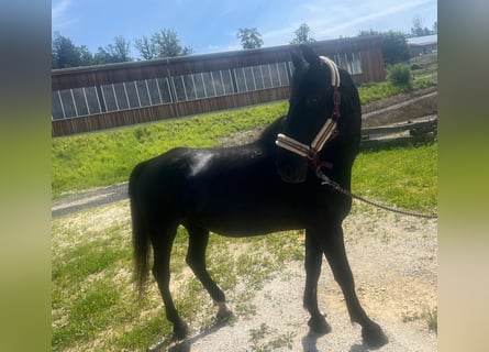 Plus de chevaux à sang chaud, Hongre, 20 Ans