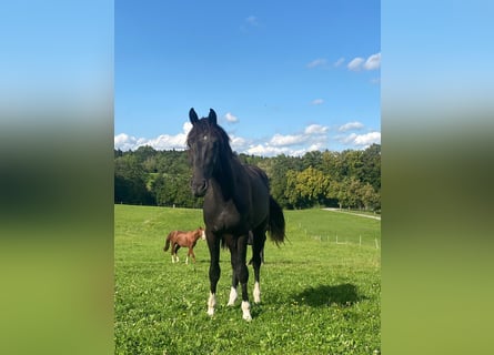 Plus de chevaux à sang chaud, Hongre, 2 Ans, 165 cm, Noir