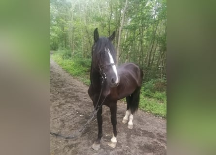 Plus de chevaux à sang chaud, Hongre, 3 Ans, 155 cm, Noir