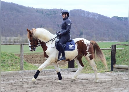 Plus de chevaux à sang chaud, Hongre, 3 Ans, 159 cm, Pinto