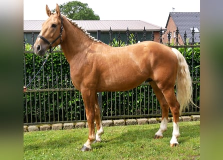 Plus de chevaux à sang chaud Croisé, Hongre, 3 Ans, 160 cm, Palomino