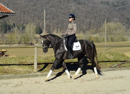 Plus de chevaux à sang chaud, Hongre, 3 Ans, 161 cm, Gris noir