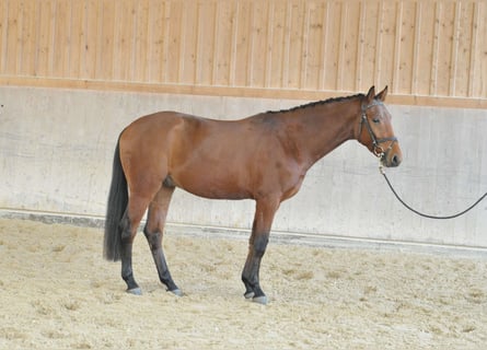 Plus de chevaux à sang chaud, Hongre, 3 Ans, 163 cm, Bai