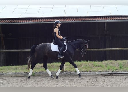 Plus de chevaux à sang chaud, Hongre, 3 Ans, 164 cm, Gris noir