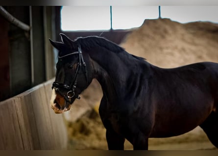 Plus de chevaux à sang chaud, Hongre, 3 Ans, 165 cm, Noir