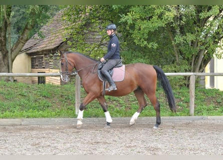 Plus de chevaux à sang chaud, Hongre, 3 Ans, 166 cm, Bai