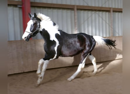 Plus de chevaux à sang chaud, Hongre, 3 Ans, 168 cm, Pinto