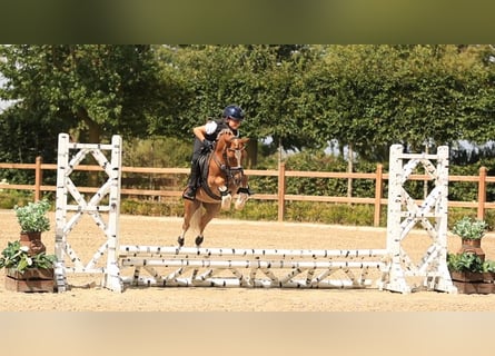 Plus de chevaux à sang chaud, Hongre, 4 Ans, 116 cm, Alezan