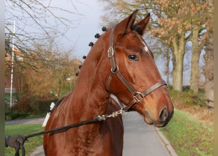 Plus de chevaux à sang chaud, Hongre, 4 Ans, 155 cm