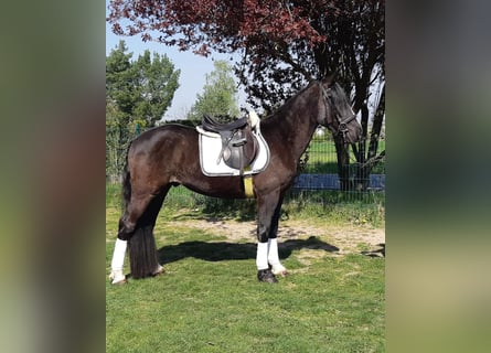 Plus de chevaux à sang chaud, Hongre, 4 Ans, 155 cm, Noir