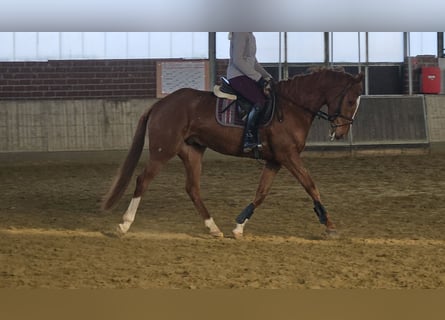 Plus de chevaux à sang chaud, Hongre, 4 Ans, 165 cm, Alezan