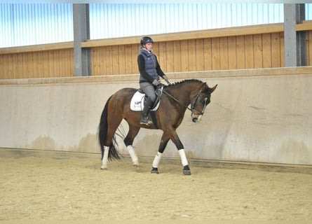 Plus de chevaux à sang chaud, Hongre, 4 Ans, 165 cm, Bai