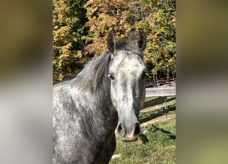 Plus de chevaux à sang chaud, Hongre, 4 Ans, 165 cm, Gris