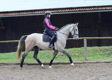 Plus de chevaux à sang chaud, Hongre, 4 Ans, 166 cm, Gris
