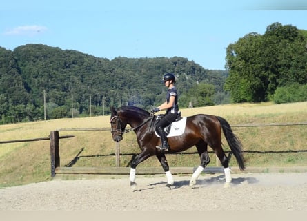 Plus de chevaux à sang chaud, Hongre, 4 Ans, 167 cm, Bai brun foncé