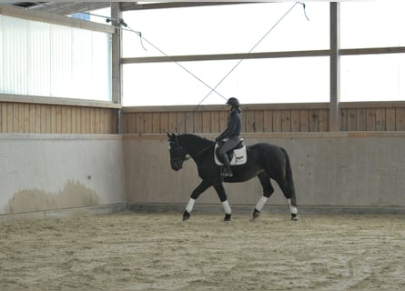 Plus de chevaux à sang chaud, Hongre, 4 Ans, 167 cm, Bai brun foncé